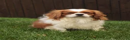 Cavalier King Charles Spaniel dogs for sale: Benjamin  - Ad 5
