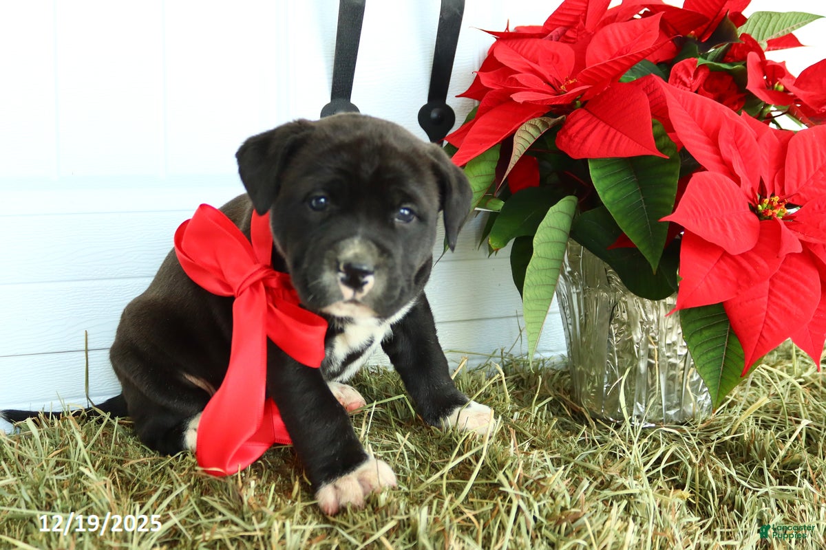 Mixed Breed dogs Trixie - Ad 6