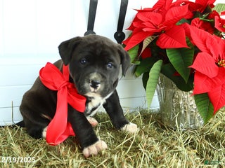 Mixed Breed dogs Trixie - Ad 16