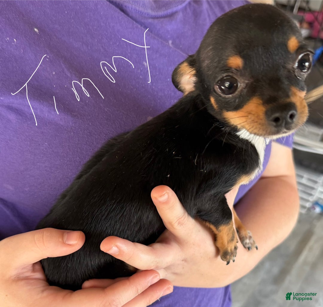 Chihuahua dogs for sale: Chihuahua Puppy 1 - Ad 2