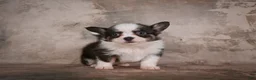 Chihuahua dogs for sale: Elvis - Ad 13
