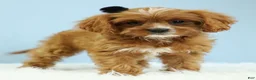 Cavapoo dogs for sale: Mochi 🍡 - Ad 7