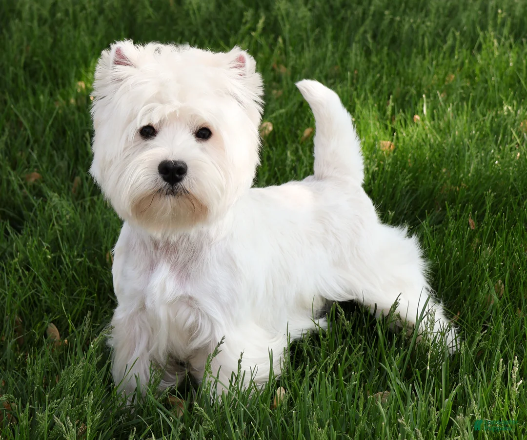 West Highland Terrier dogs for sale: Gizmo  - Ad 8