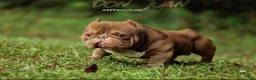 American Bully dogs for stud: Don Jwett of Krwnd Blood Bulliez - Ad 2