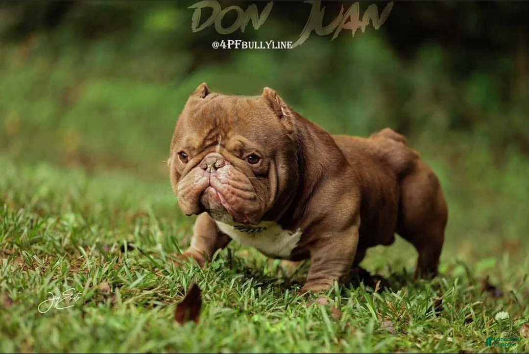 American Bully dogs for stud: Don Jwett of Krwnd Blood Bulliez - Ad 2