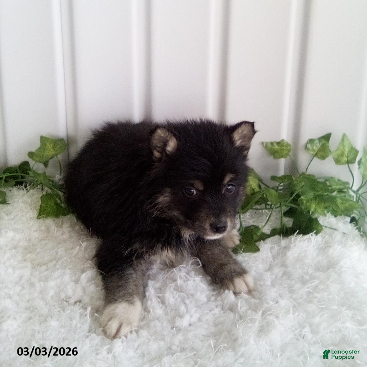 Pomsky dogs Mindy - Ad 2