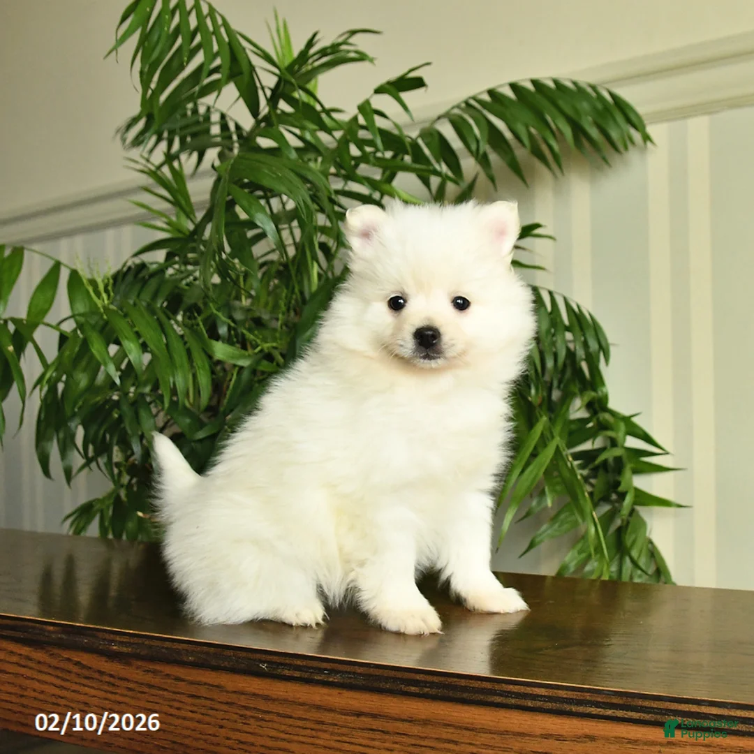 Pomeranian dogs for sale: Lilly - Ad 1