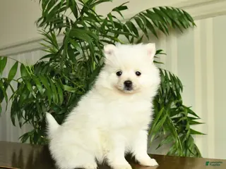 Pomeranian dogs Lilly - Ad 37