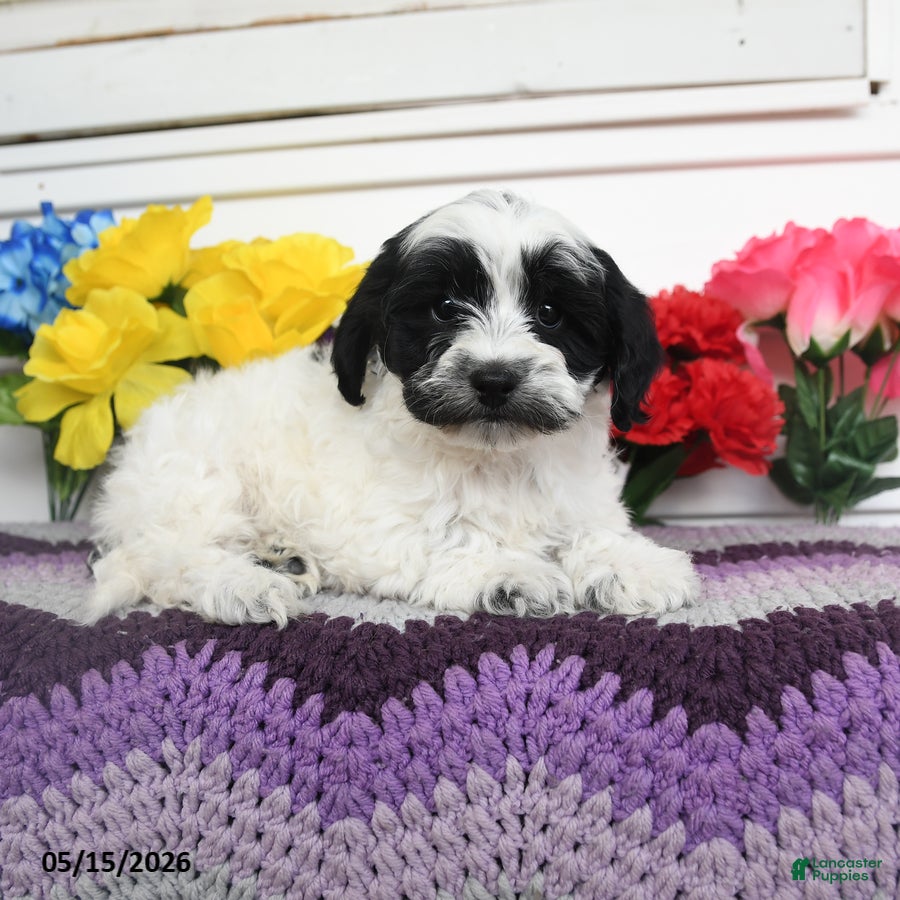 Teddy Bear dogs Kimble - Ad 2