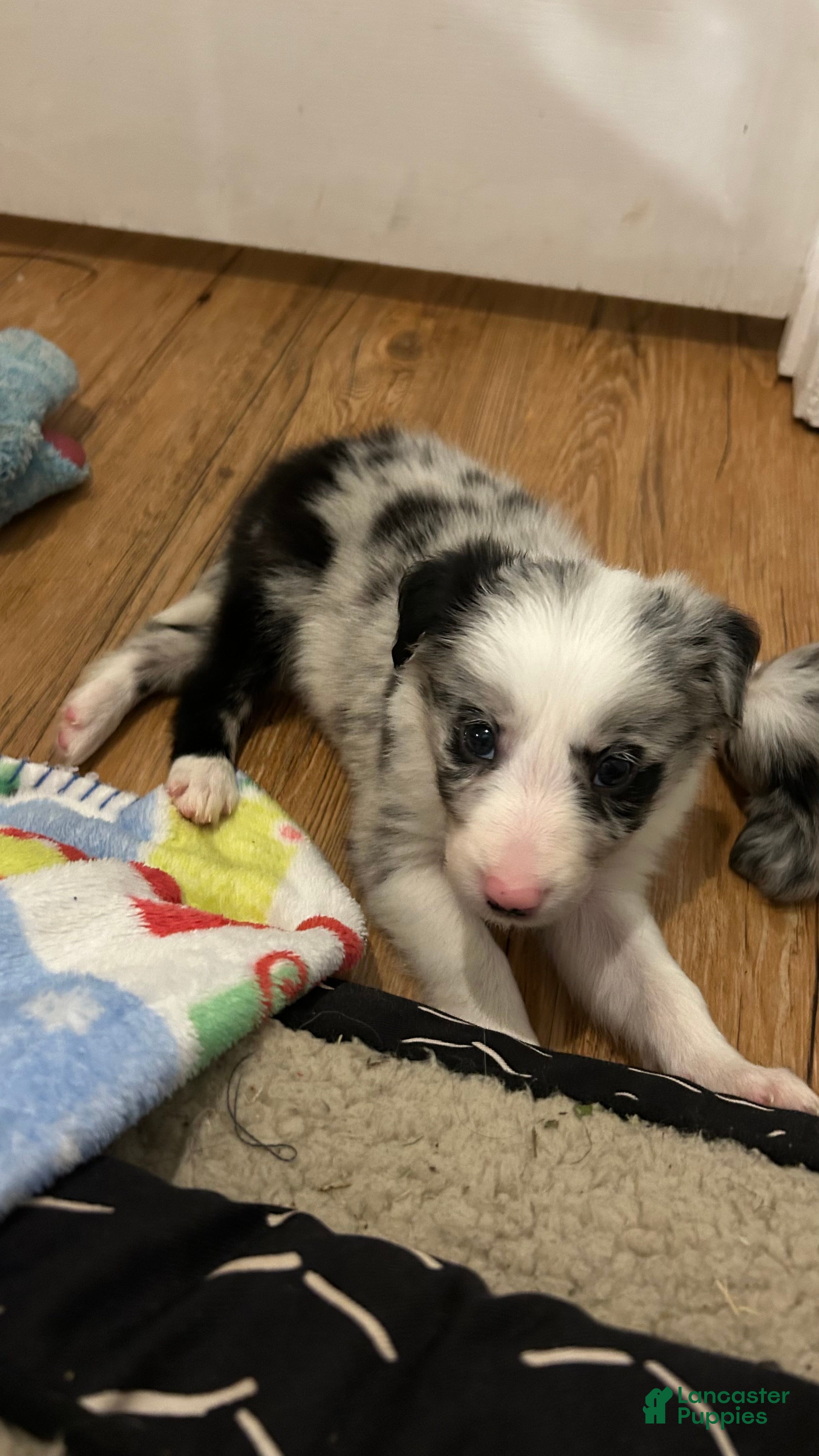 Border Collie dogs Bill Gaither - Ad 2