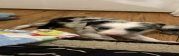 Border Collie dogs for sale: Bill Gaither - Ad 2
