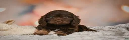 Cockapoo dogs for sale: Scarlet - Ad 9