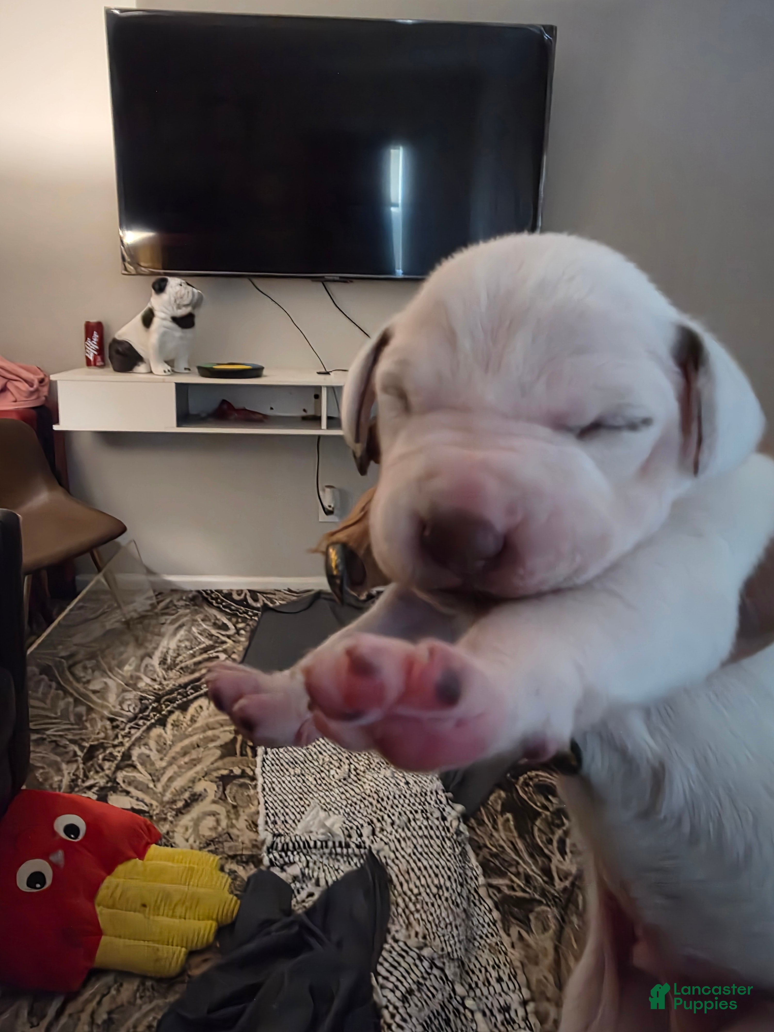 Dalmatian dogs Dalmatian Puppy 7 - Ad 16