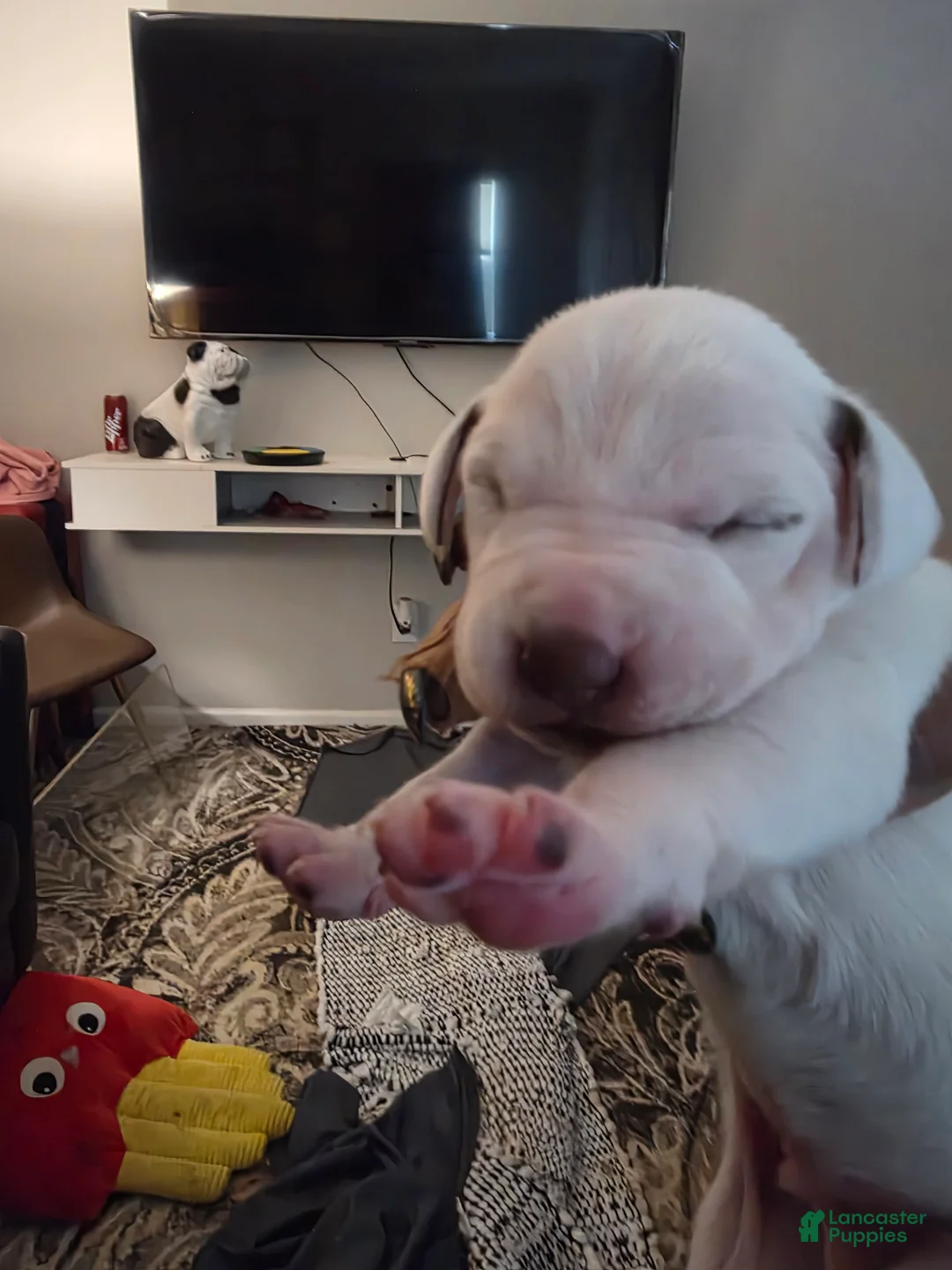 Dalmatian dogs for sale: Dalmatian Puppy 7 - Ad 1