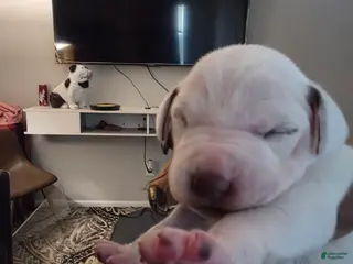 Dalmatian dogs Dalmatian Puppy 7 - Ad 16