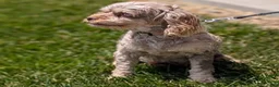 Cockapoo dogs for sale: Baxter - Ad 14