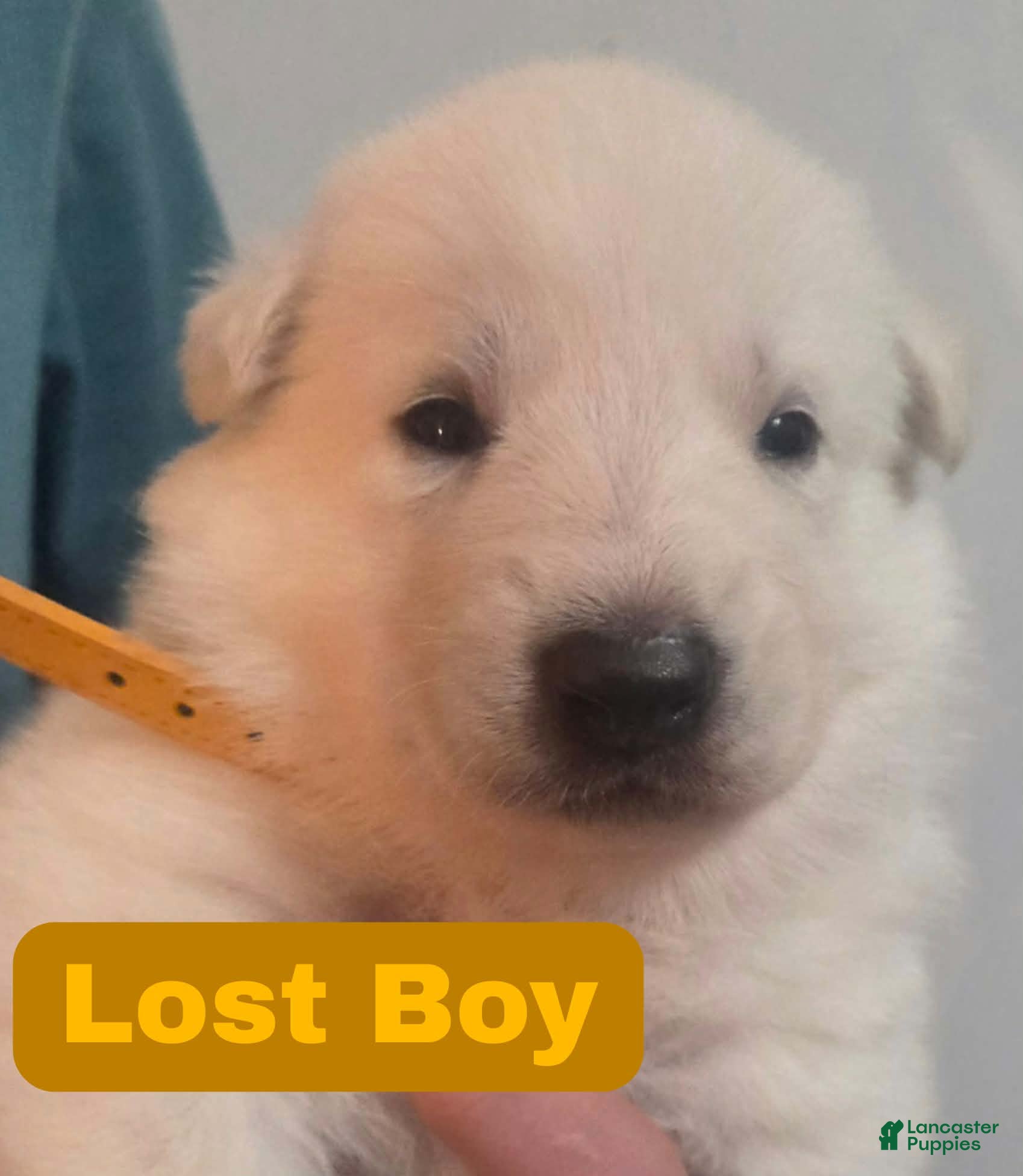 German Shepherd dogs Lost Boy - Ad 8