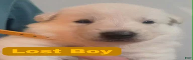 Lost Boy