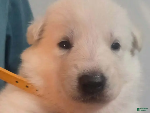 German Shepherd dogs for sale: Lost Boy - Ad 6