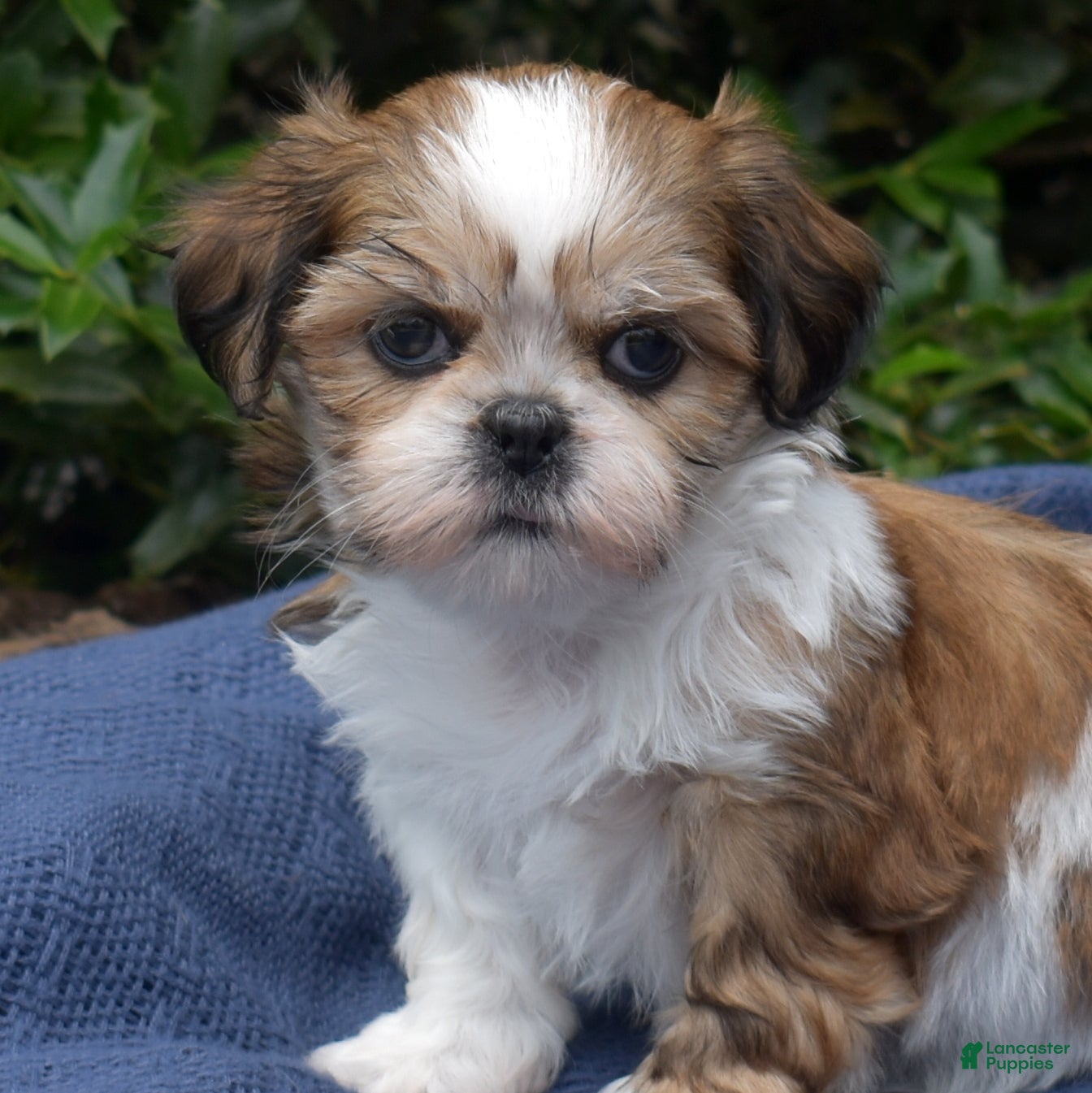 Shih Tzu dogs Cherry - Ad 2