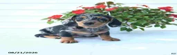 Miniature Dachshund dogs for sale: Bear - Ad 4