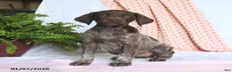 German Shorthaired Pointer dogs for sale: Angel - Ad 1