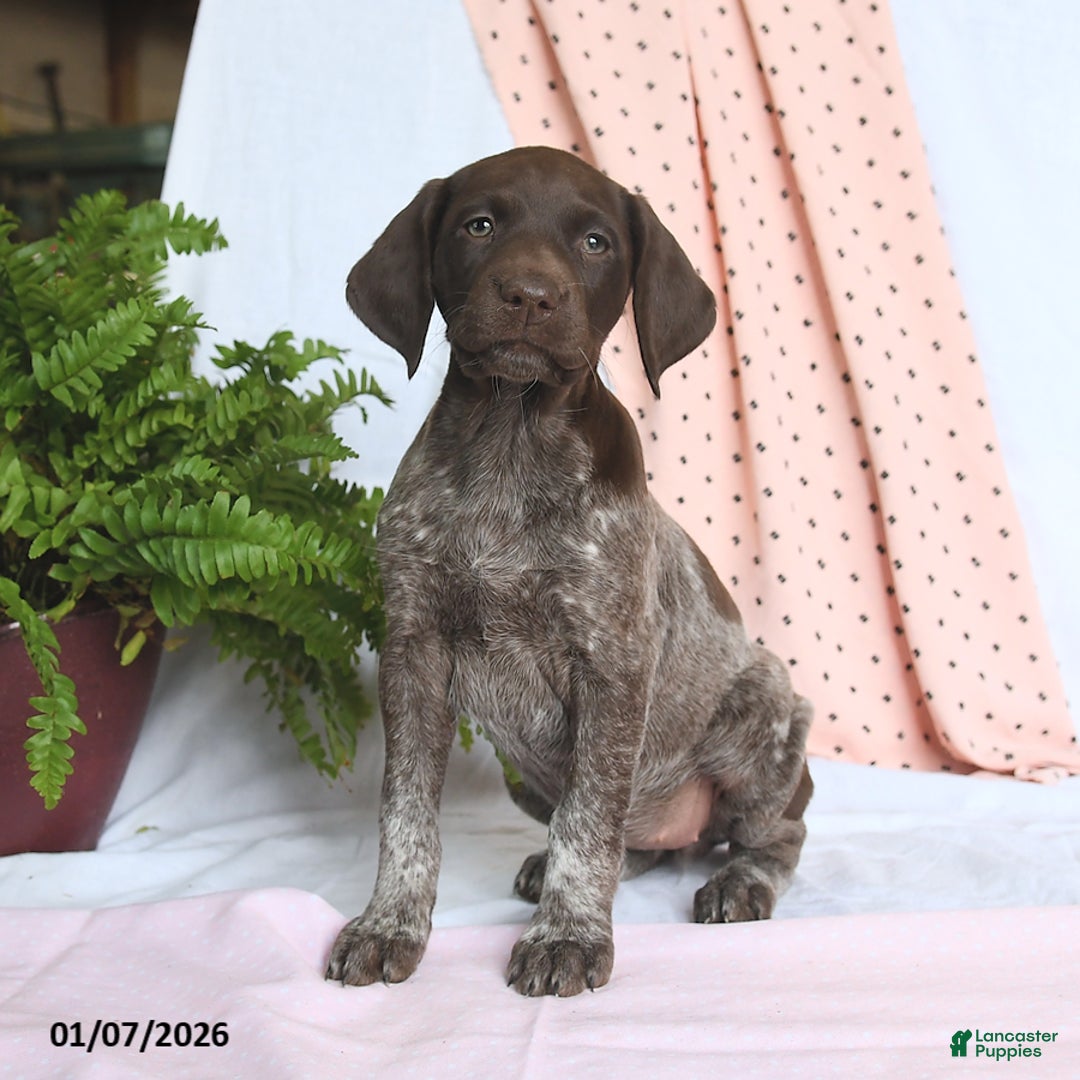 German Shorthaired Pointer dogs for sale: Angel - Ad 1