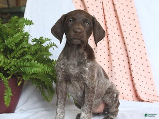 German Shorthaired Pointer dogs Angel - Ad 27