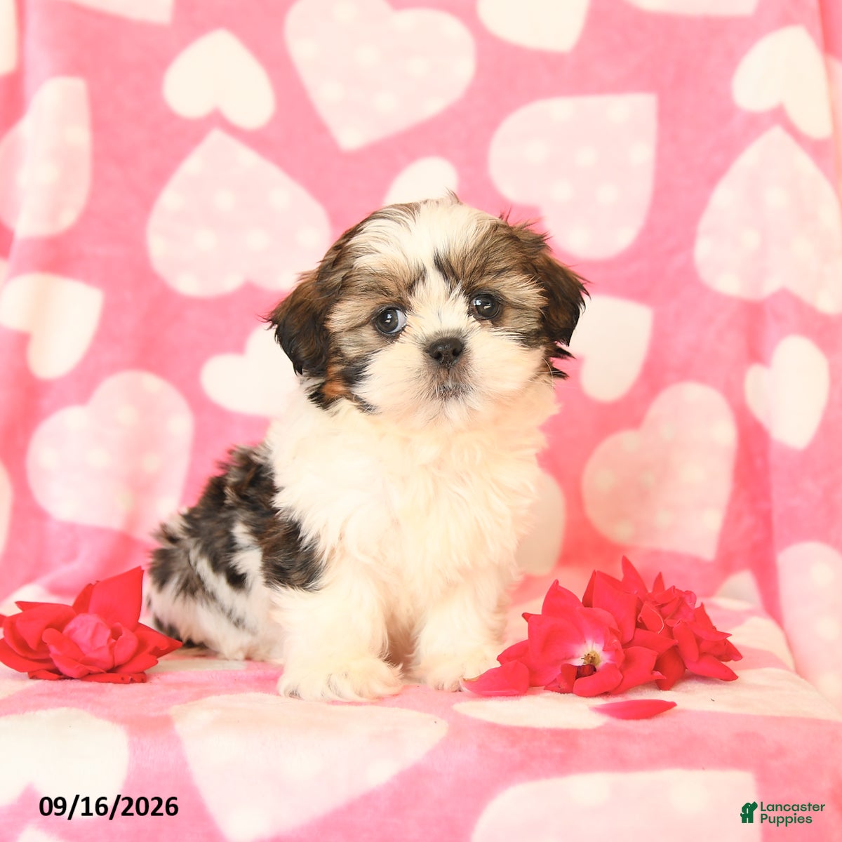 Shih Tzu dogs Cupcake - Ad 1