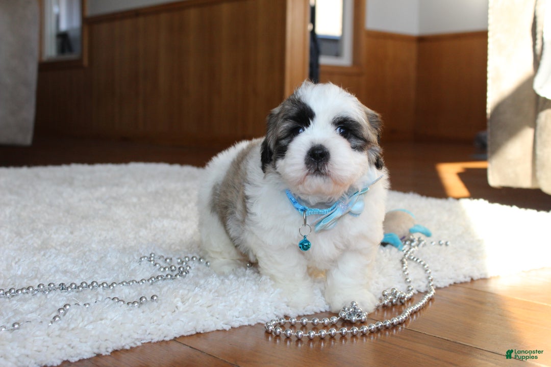 Teddy Bear dogs for sale: Logan - Ad 8