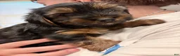 Yorkshire Terrier dogs for sale: Yorkshire Terrier 1 - Ad 2