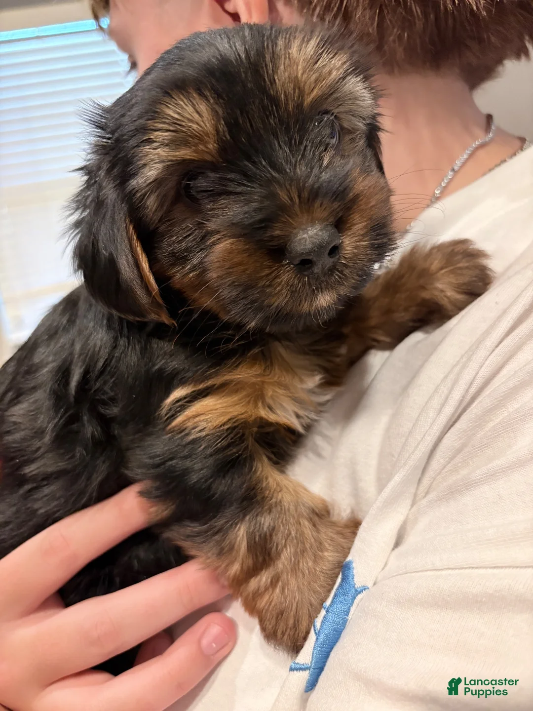 Yorkshire Terrier dogs for sale: Yorkshire Terrier 1 - Ad 2