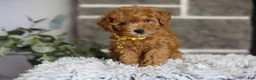 Toy Poodle dogs for sale: Amara  - Ad 6
