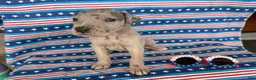 Great Dane dogs for sale: Pansy Great Dane  - Ad 3