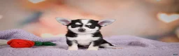 Chihuahua dogs for sale: MARY JO - Ad 11