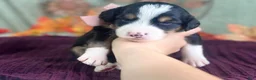Bernedoodle dogs for sale: Isabelle - Ad 5