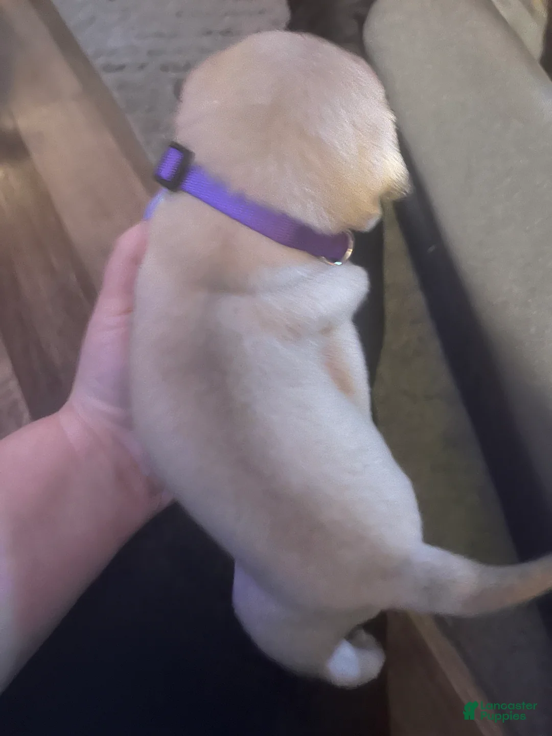 Pug dogs for sale: Pug Puppy 5 - Ad 2
