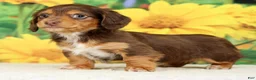 Miniature Dachshund dogs for sale: Lilly - Ad 5