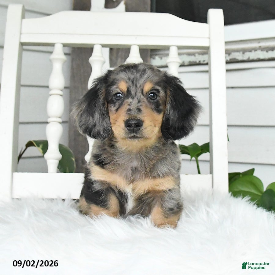 Dachshund dogs Titan - Ad 2