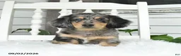 Dachshund dogs for sale: Titan - Ad 2