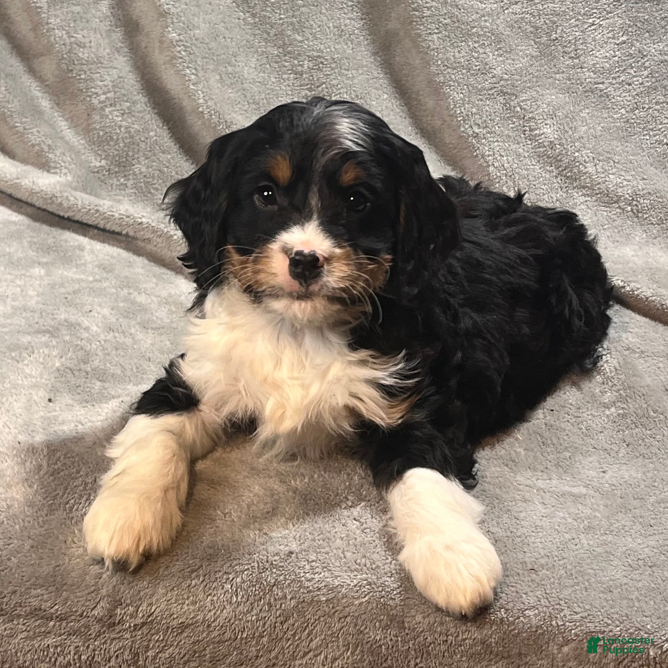 Bernedoodle dogs Graham - Ad 12