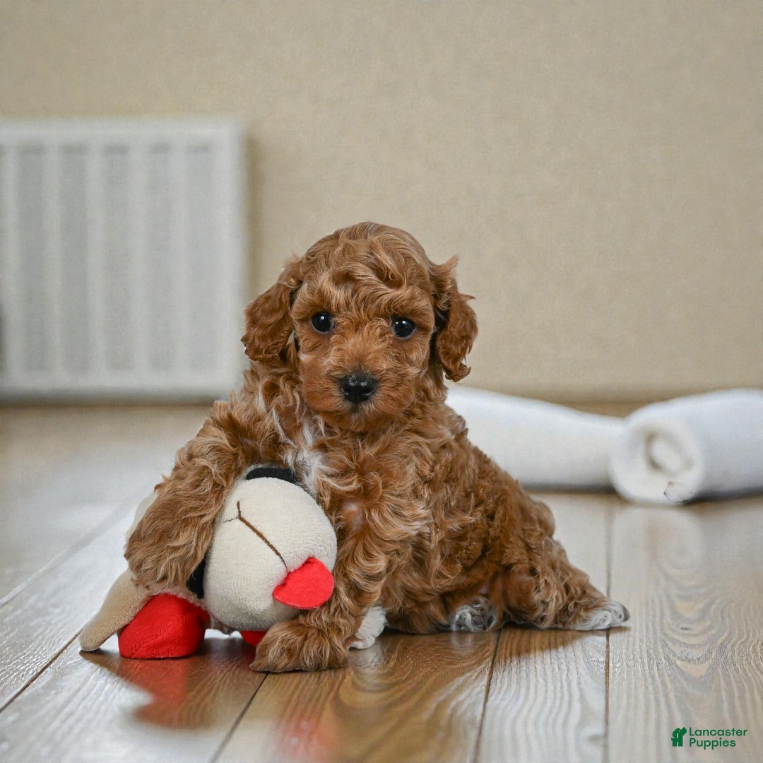Miniature Poodle dogs for sale: BARNEY - Ad 5
