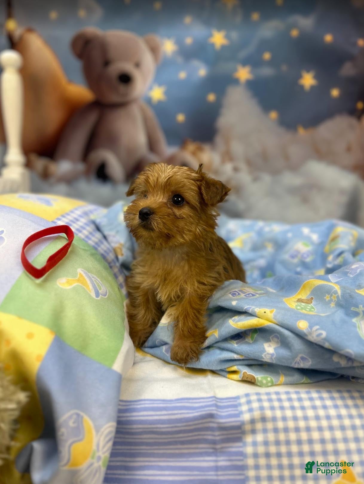Yorkshire Terrier dogs Kitty's Little Red - Ad 1