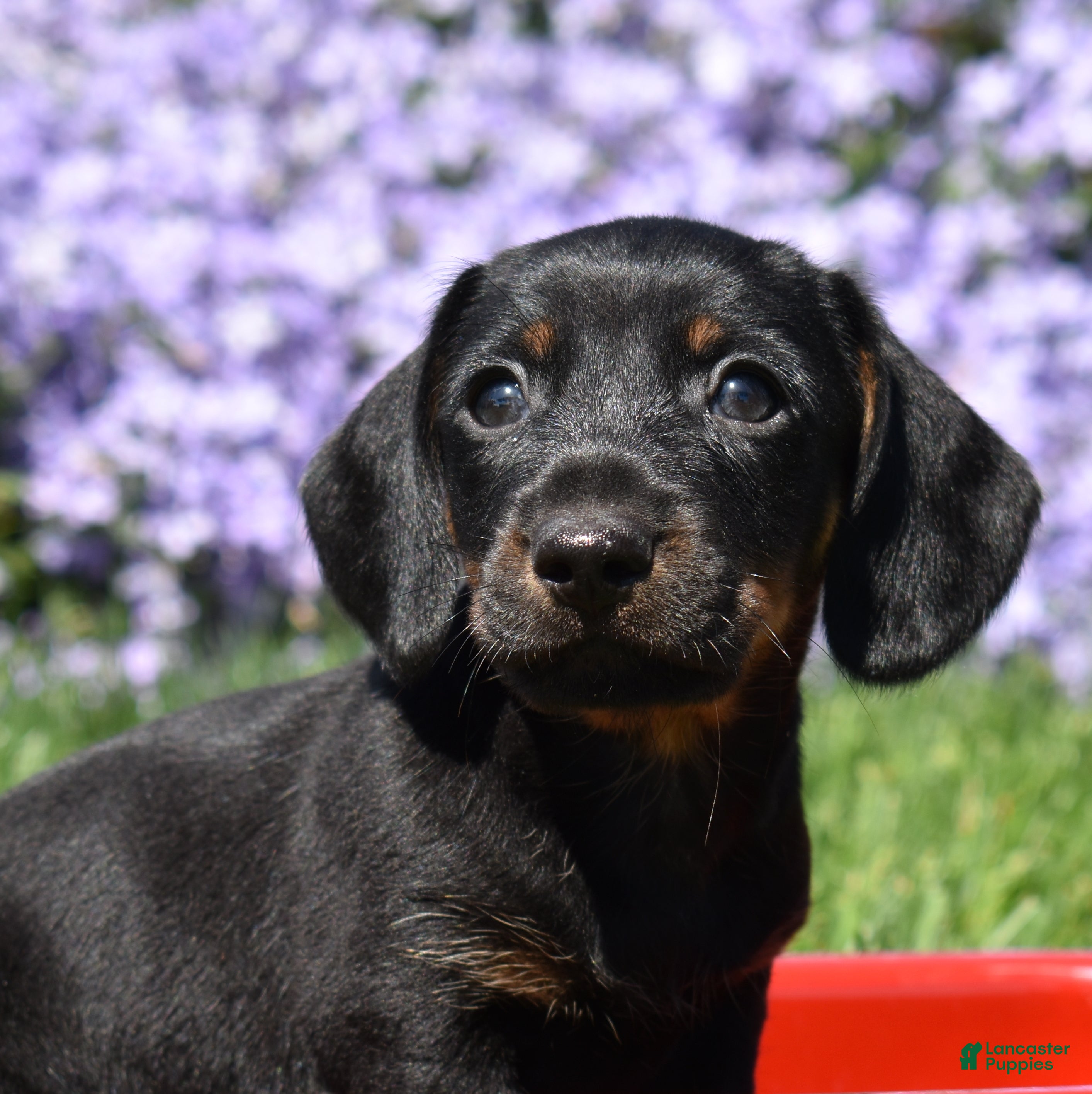 Miniature Dachshund dogs Checkers - Ad 1