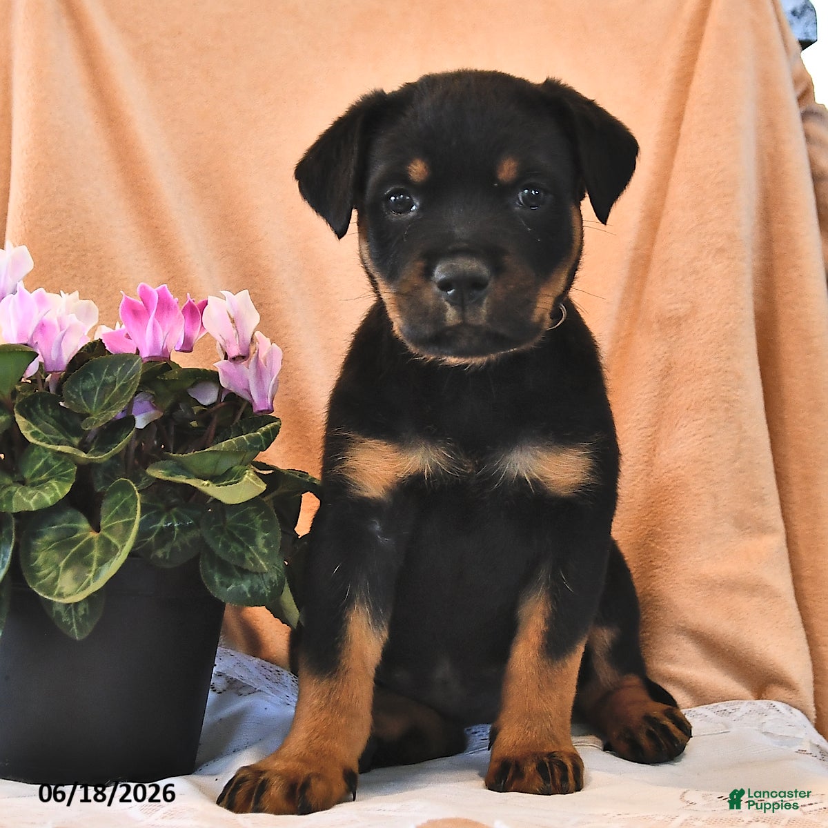 Rottweiler dogs Ginger - Ad 2