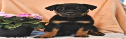Rottweiler dogs for sale: Ginger - Ad 2