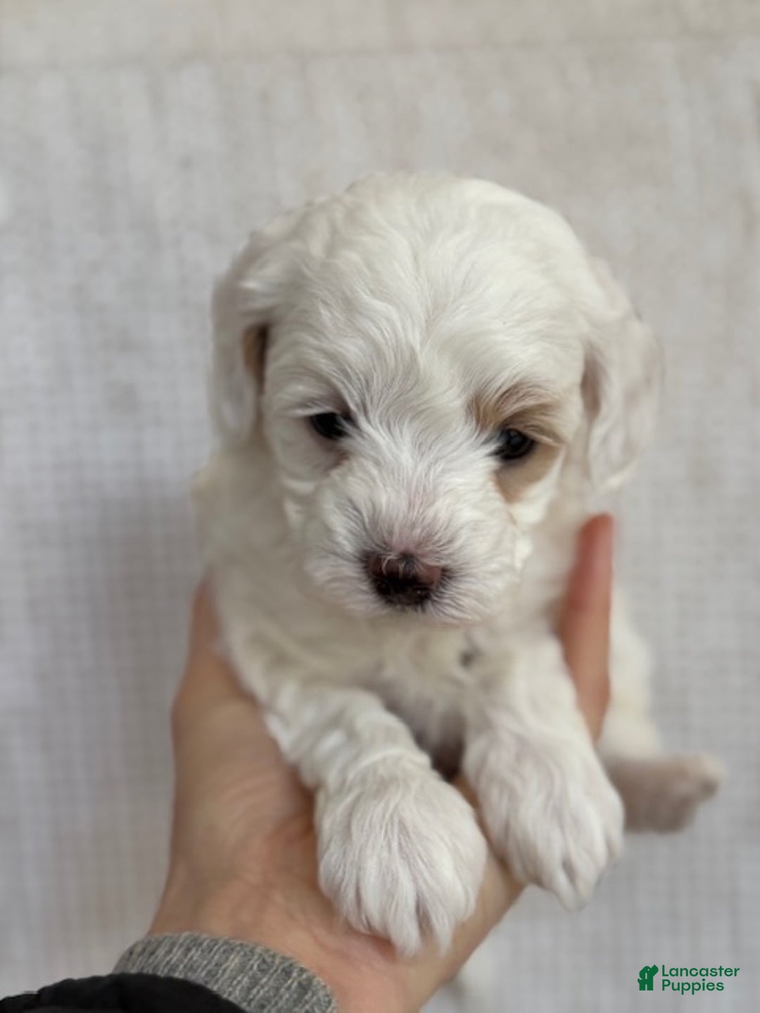 Maltipoo dogs for sale: Maltipoo Missy - Ad 4