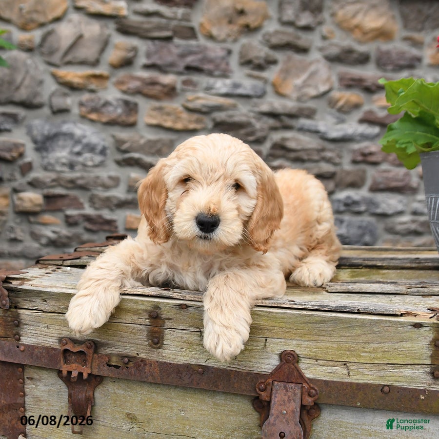 Mini Goldendoodle dogs Captian - Ad 2
