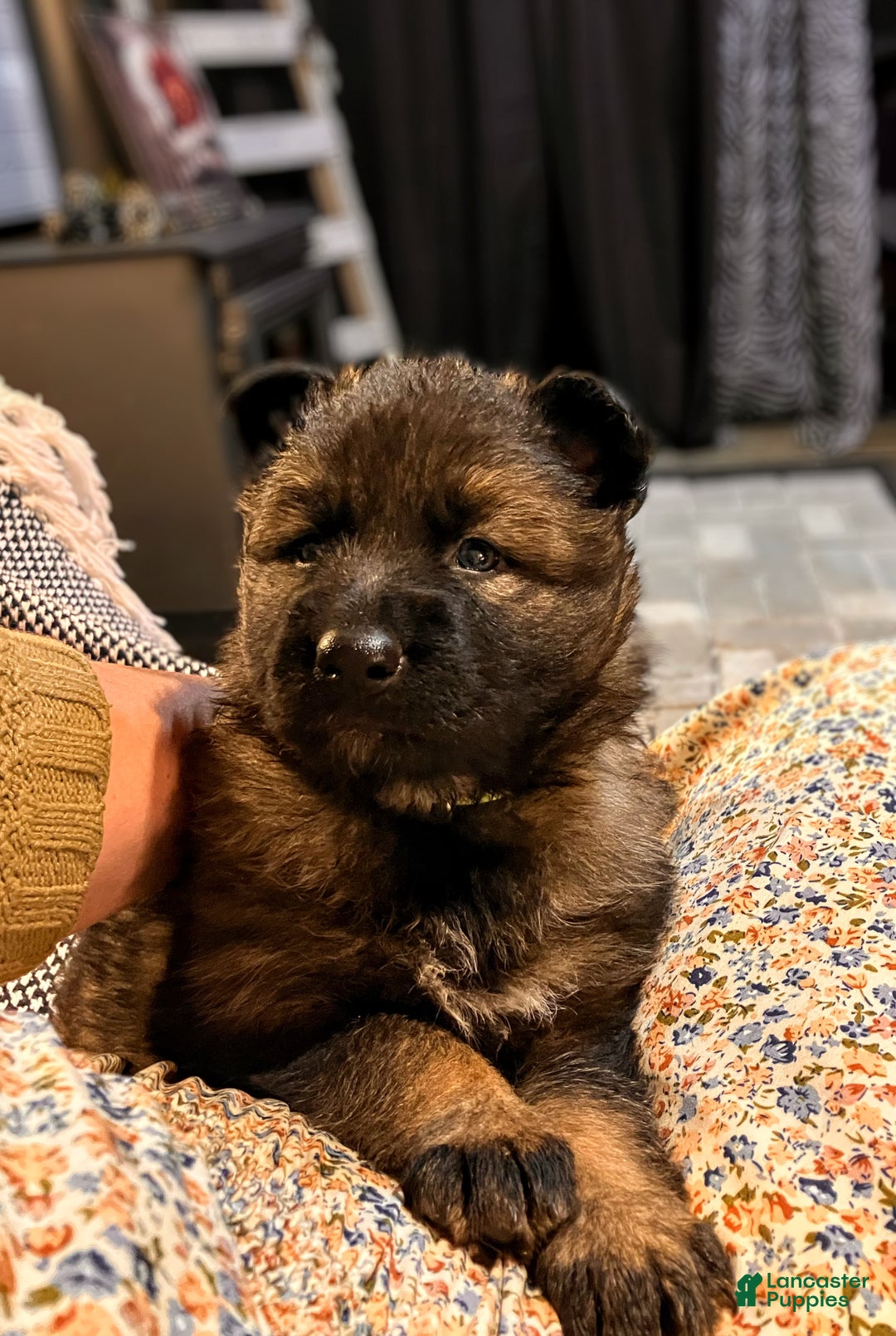 German Shepherd dogs for sale: ♥️SWEET SABLE ♥️ - Ad 26