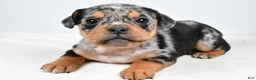 Beabull dogs for sale: Lyndsey - Ad 5